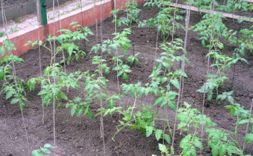 Густота посадки томатов