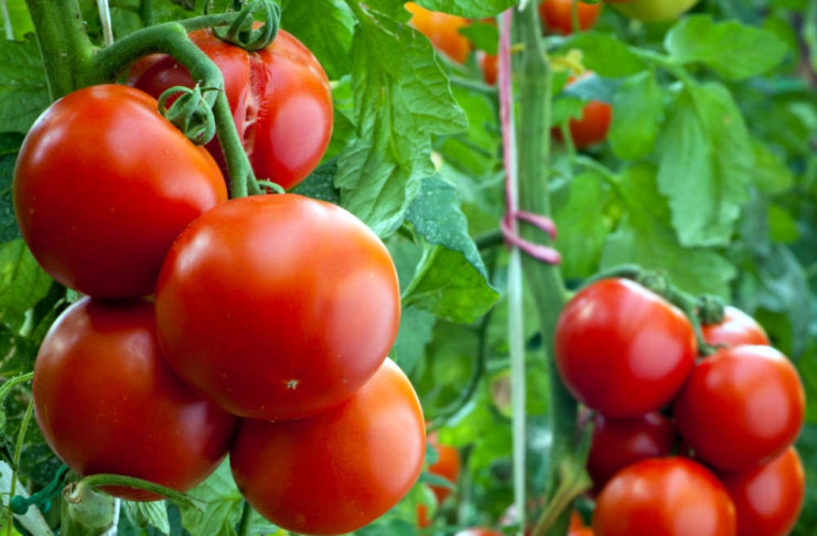 Секреты повышения урожайности томатов