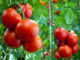 Секреты повышения урожайности томатов