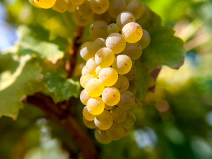 Вредители винограда в период созревания урожая