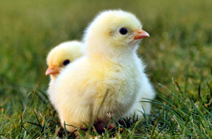Какую траву лучше давать цыплятам?