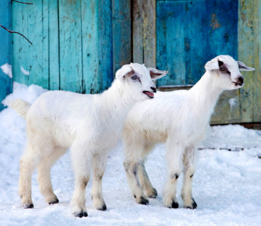 Уход за козами зимой