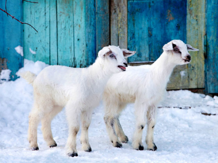 Уход за козами зимой