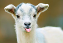 Взаимная любовь: козы поднимают настроение и врачуют душу