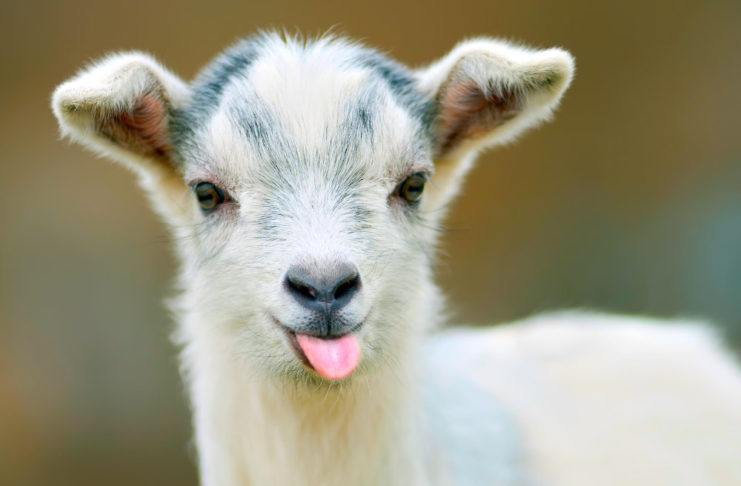 Взаимная любовь: козы поднимают настроение и врачуют душу