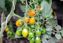 Технология для высокорослых помидоров