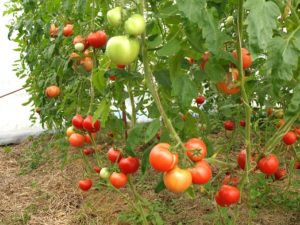 Багатий урожай помідорів в укритому ґрунті.