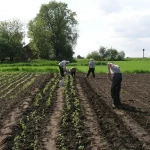 Як зрозуміти, що томати вже час висаджувати Як зрозуміти, що томати вже час висаджувати