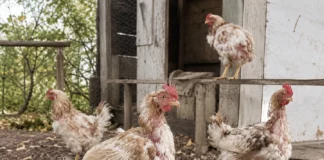 Осіння линька у курей: чим годувати, поки росте нове пір’я Кури під час осінньої линьки біля курника / Куры во время осенней линьки возле курятника